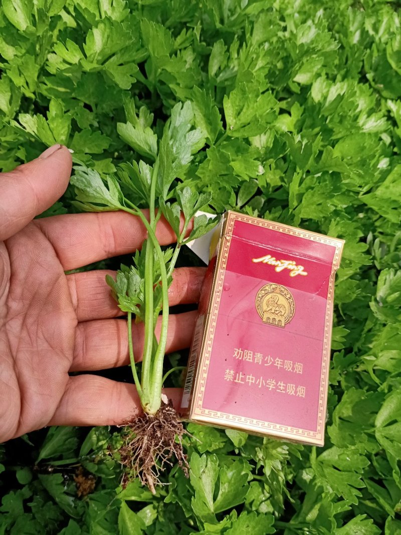 新茬地芹菜苗，法国皇后，香芹，实心芹，地苗，穴盘，