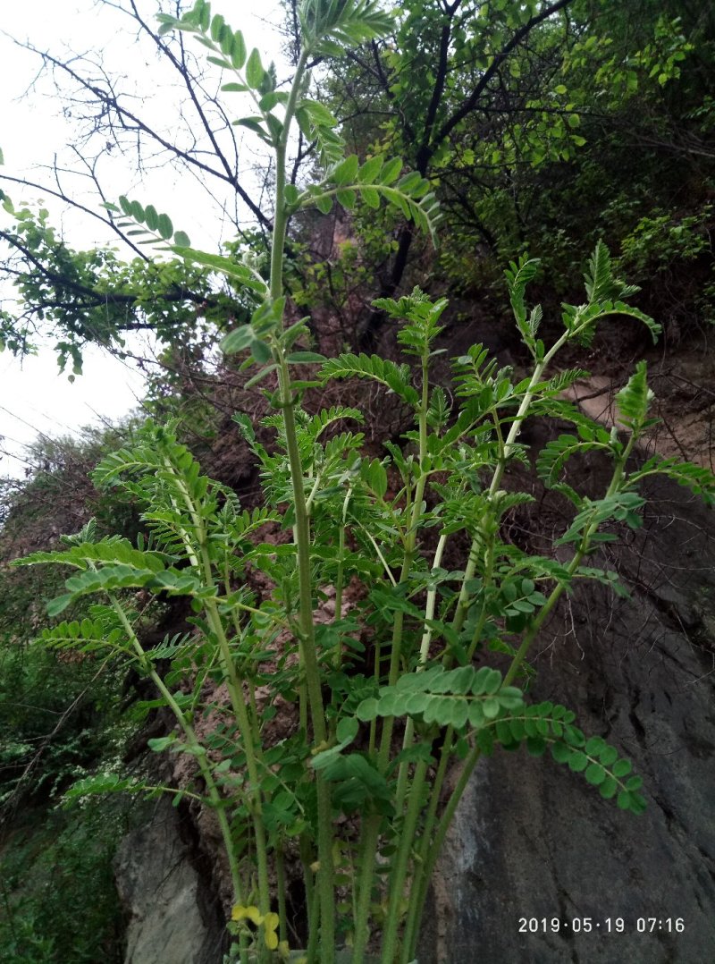 黄芪高海拔生长三十年野生黄芪五根一斤大条批发