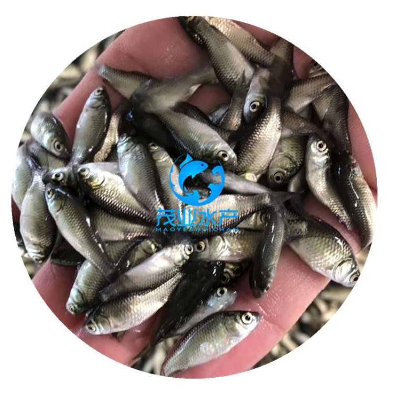 东北鲫鱼苗中科3号鲫鱼苗全国发货