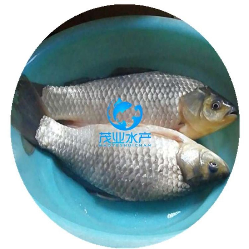 东北鲫鱼苗中科3号鲫鱼苗全国发货