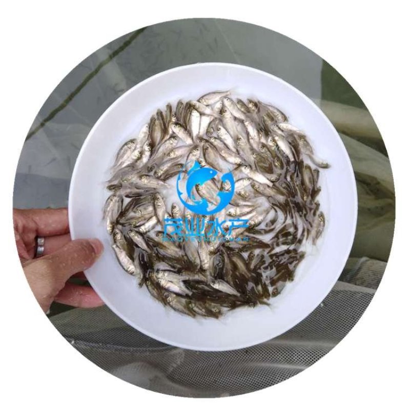 白鲫鱼苗全国发货