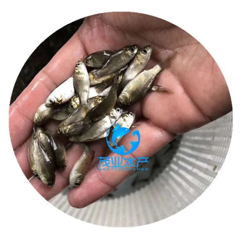 湘云鲫鱼苗工程鲫鱼苗全国发货