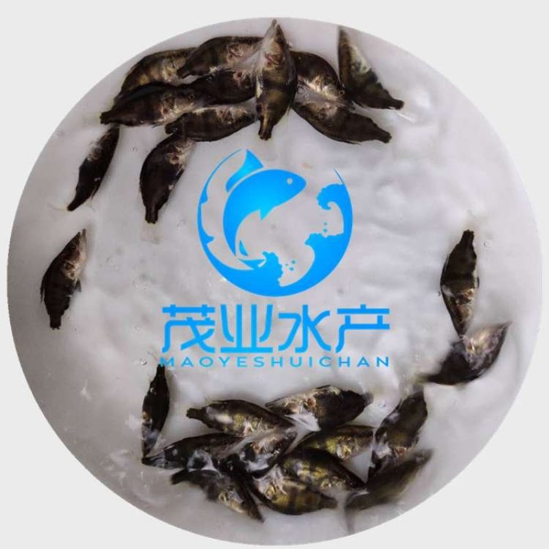 桂花鱼苗鳜鱼苗全国发货