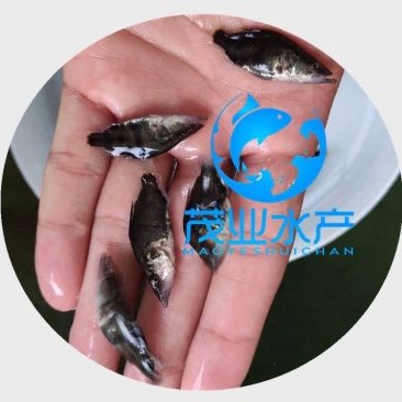 桂花鱼苗鳜鱼苗全国发货
