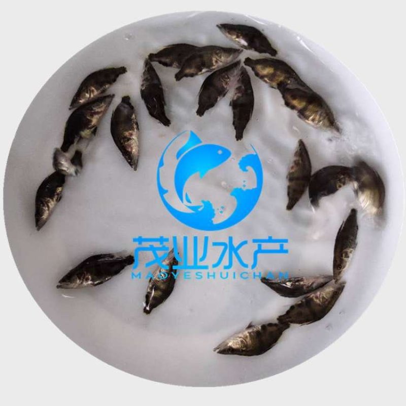 桂花鱼苗鳜鱼苗全国发货
