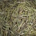 2019新茶雀舌茶500g