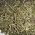 2019新茶雀舌茶500g