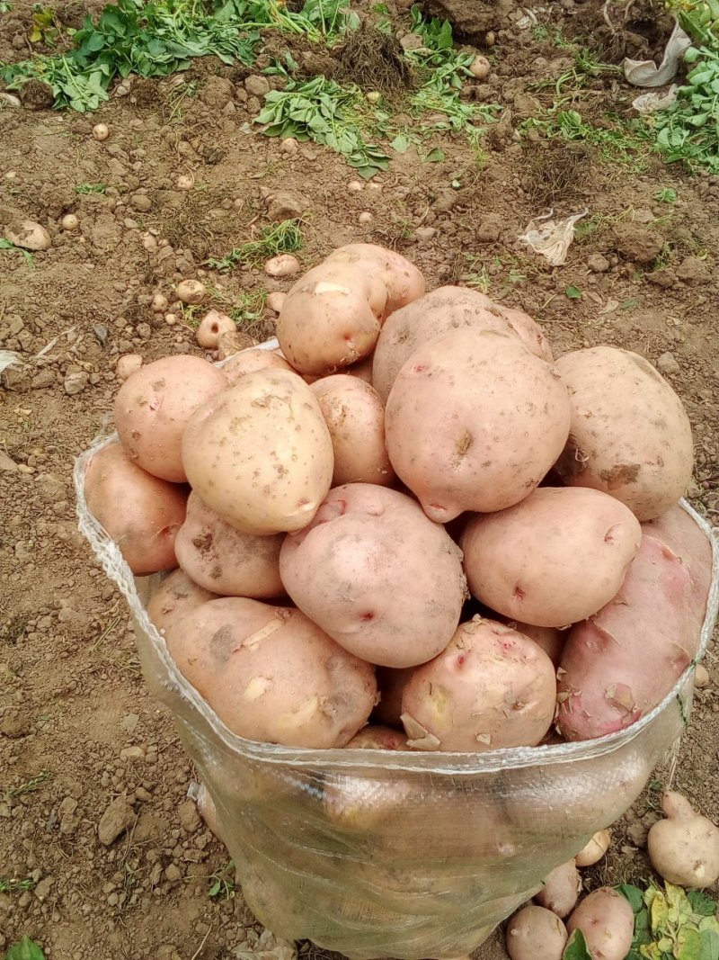 大量土豆开始上市欢迎来电