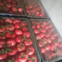 供应辽宁凌海333333斤大棚西红柿种植面积广