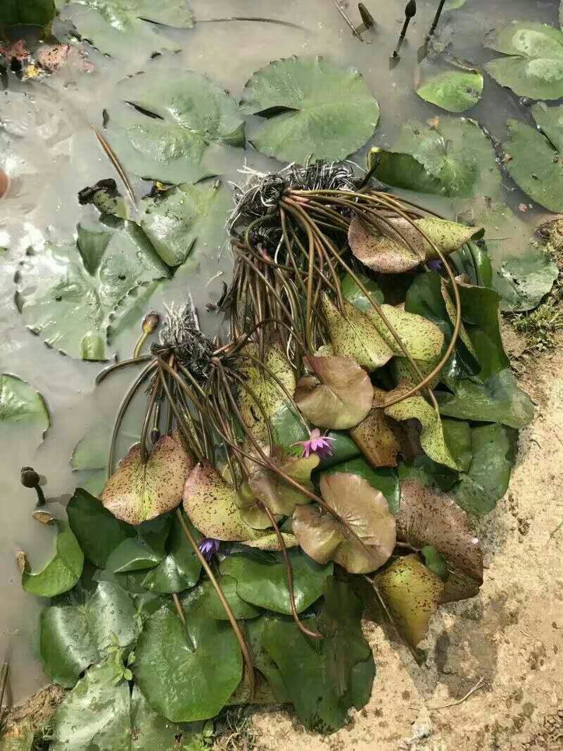 睡莲苗蓝色妖姬睡莲精品迷你睡莲
