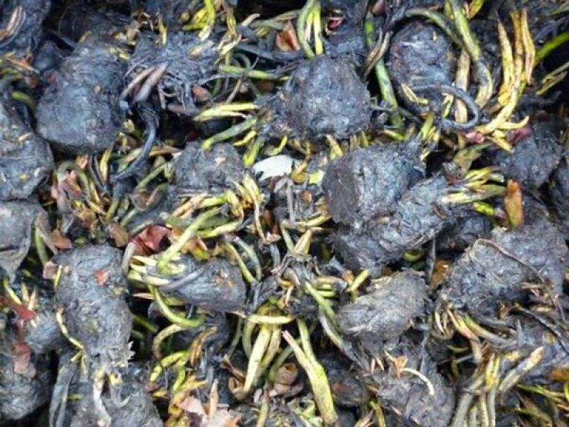 睡莲苗蓝色妖姬睡莲精品迷你睡莲