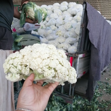 有机花菜