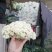 有机花菜