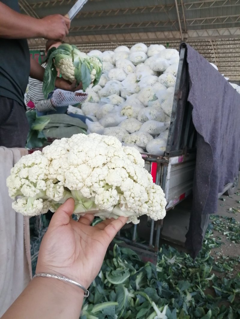 有机花菜