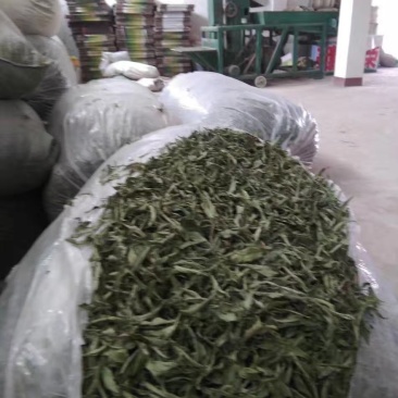 甜叶菊新货上市