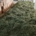 甜叶菊新货上市