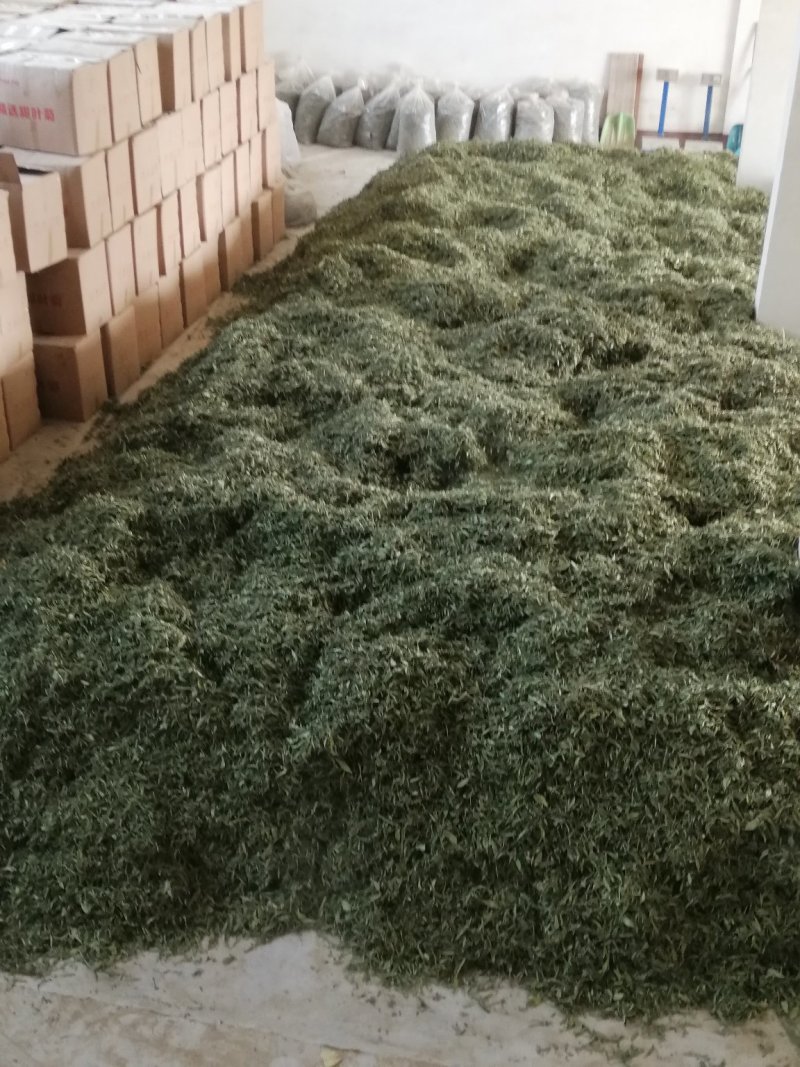 甜叶菊新货上市