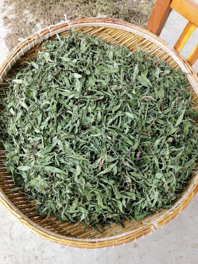 甜叶菊新货上市