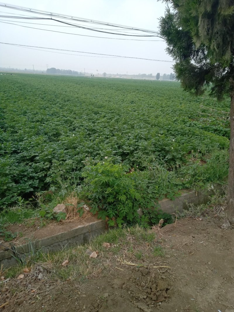 大量土豆（早大白，中暑，荷兰豆）5月中旬大量市，无限供应