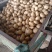 大量土豆（早大白，中暑，荷兰豆）5月中旬大量市，无限供应