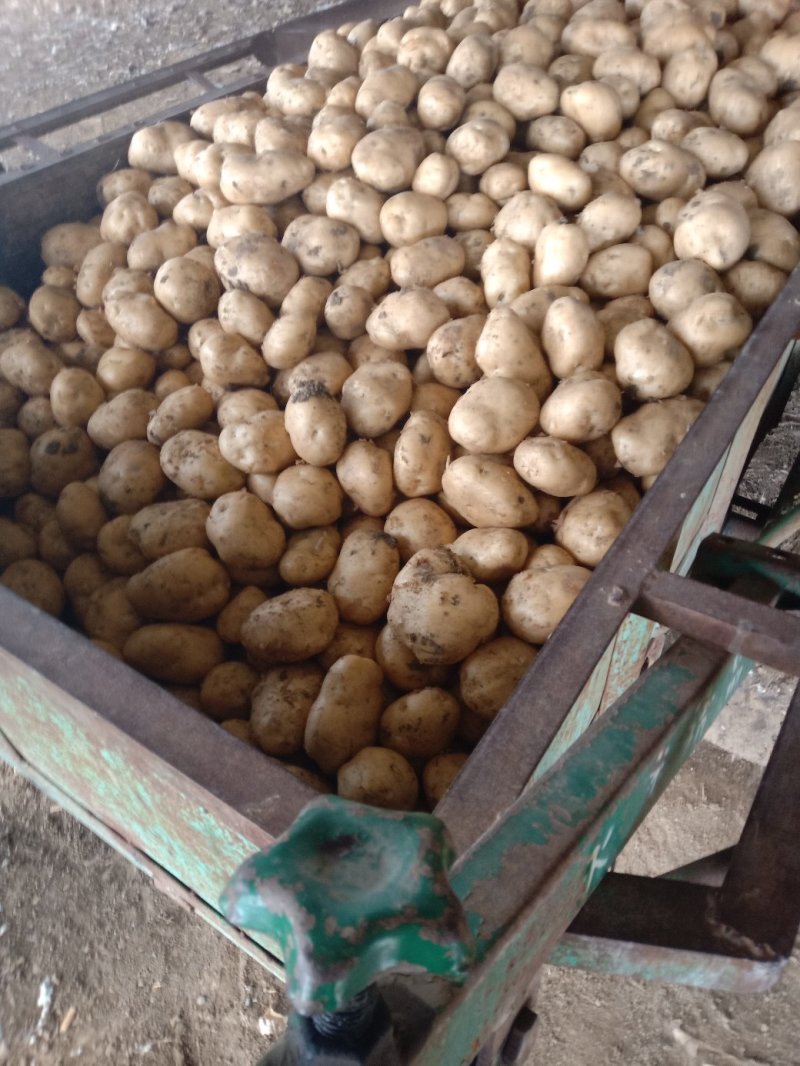 大量土豆（早大白，中暑，荷兰豆）5月中旬大量市，无限供应