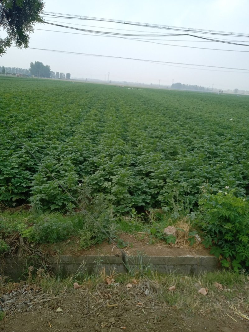 大量土豆（早大白，中暑，荷兰豆）5月中旬大量市，无限供应