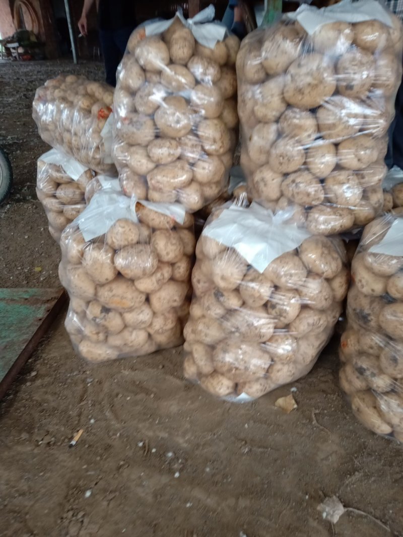 大量土豆（早大白，中暑，荷兰豆）5月中旬大量市，无限供应