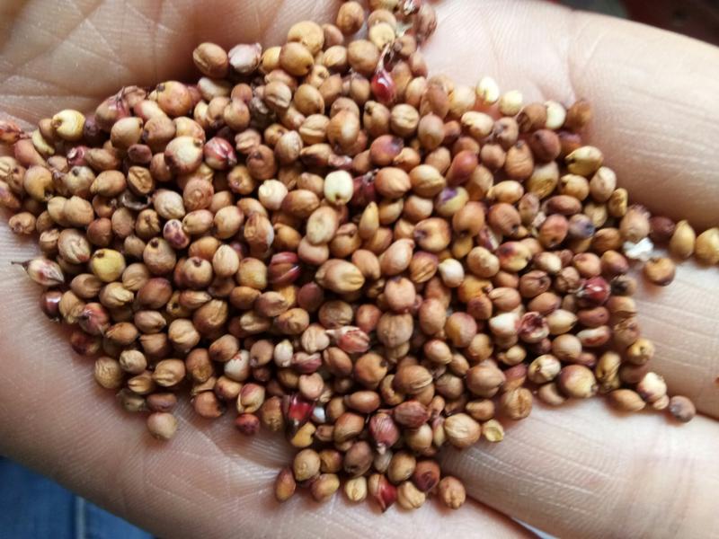 大量批发小颗粒糯高粮，品种是晋糯2号小颗粒的糯高粮
