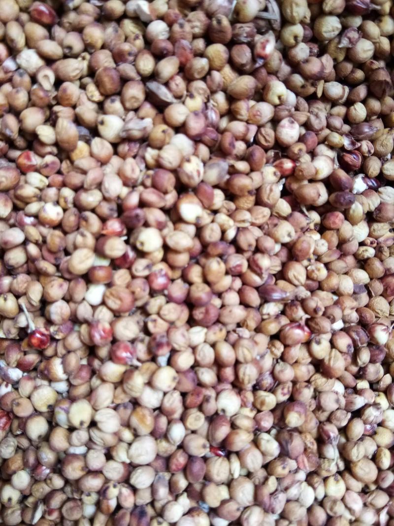 大量批发小颗粒糯高粮，品种是晋糯2号小颗粒的糯高粮