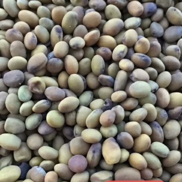 2022年产新，纯新的苦豆籽