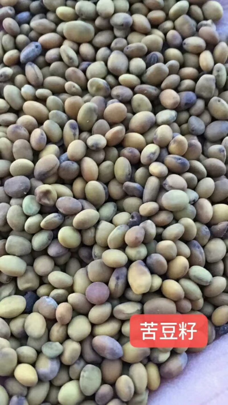 2022年产新，纯新的苦豆籽