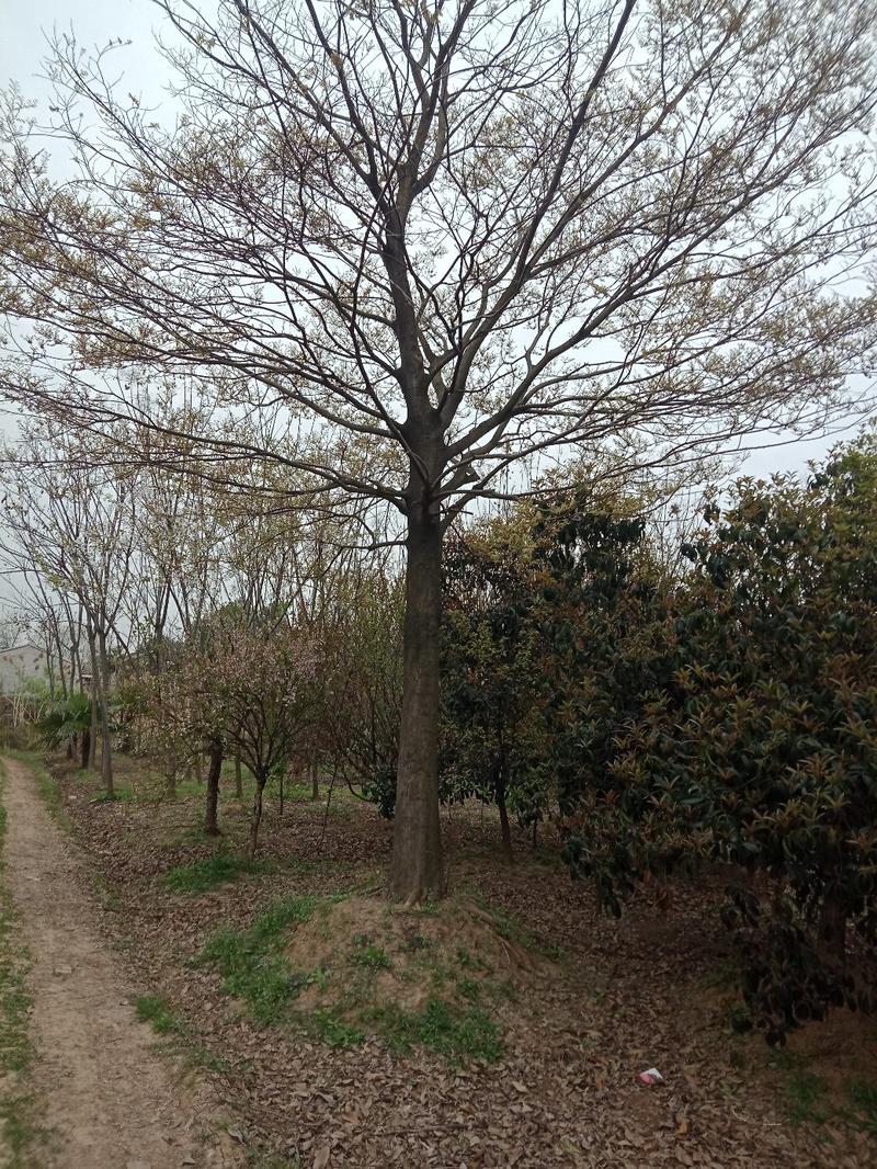 【畅销】江苏优质榉树基地直供包技术一条龙服务