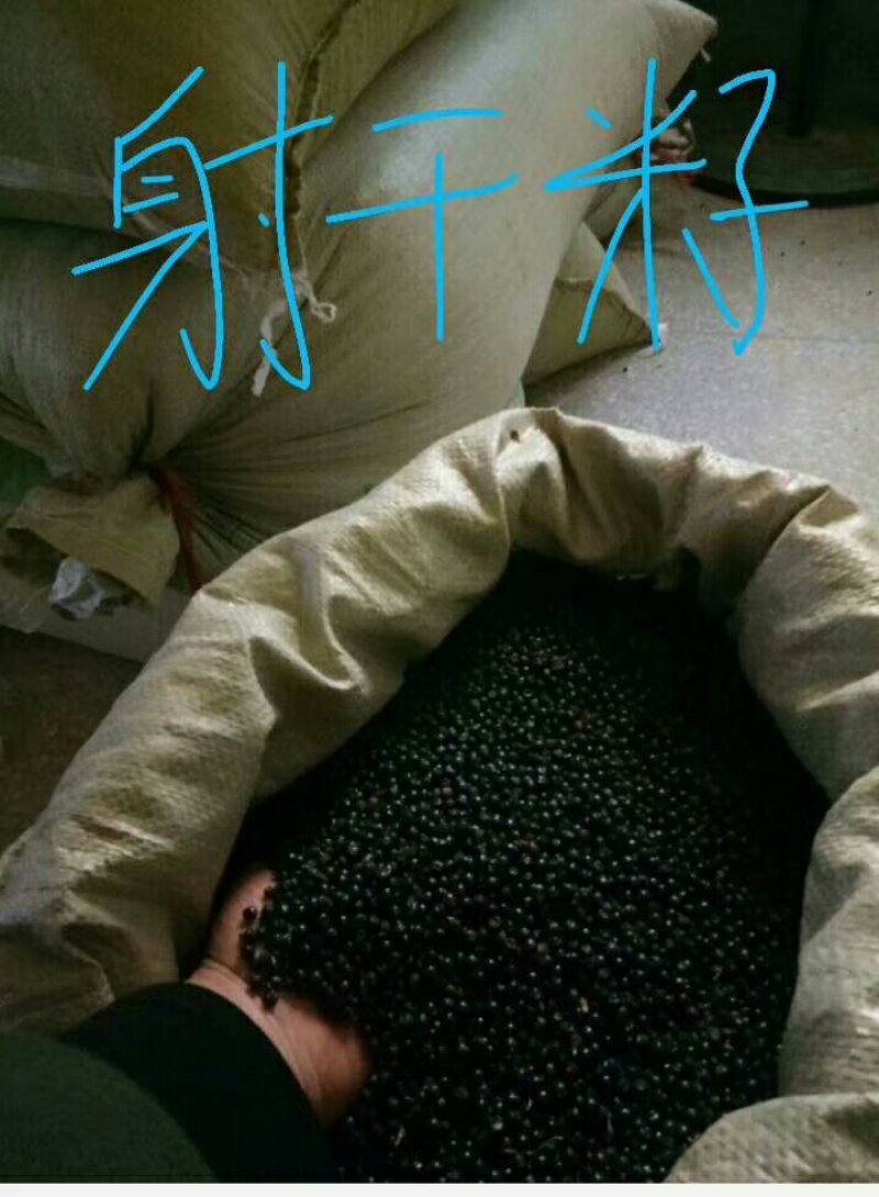 2022年产新，纯新的射干种子