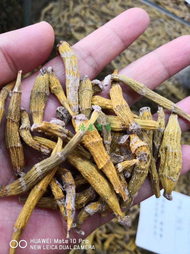 金钗石斛散装干货1斤起包邮量大从优