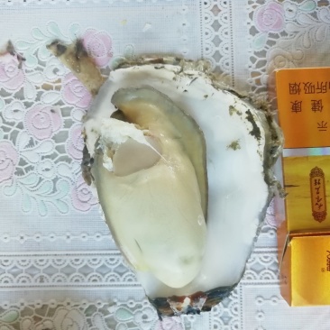生蚝