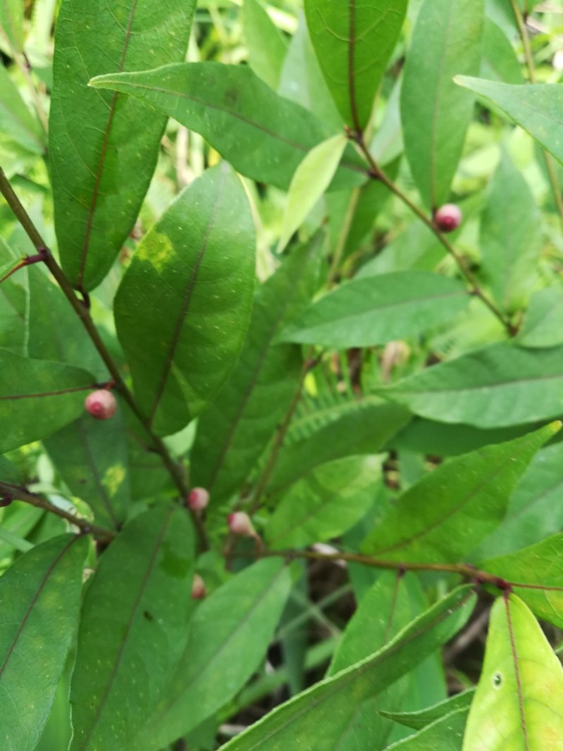 白花牛奶根鲜货野生