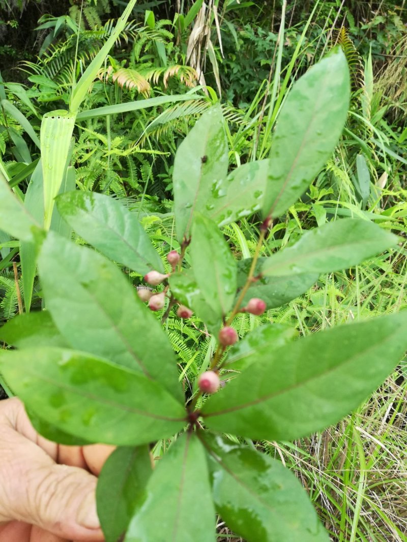 白花牛奶根鲜货野生