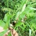 白花牛奶根鲜货野生