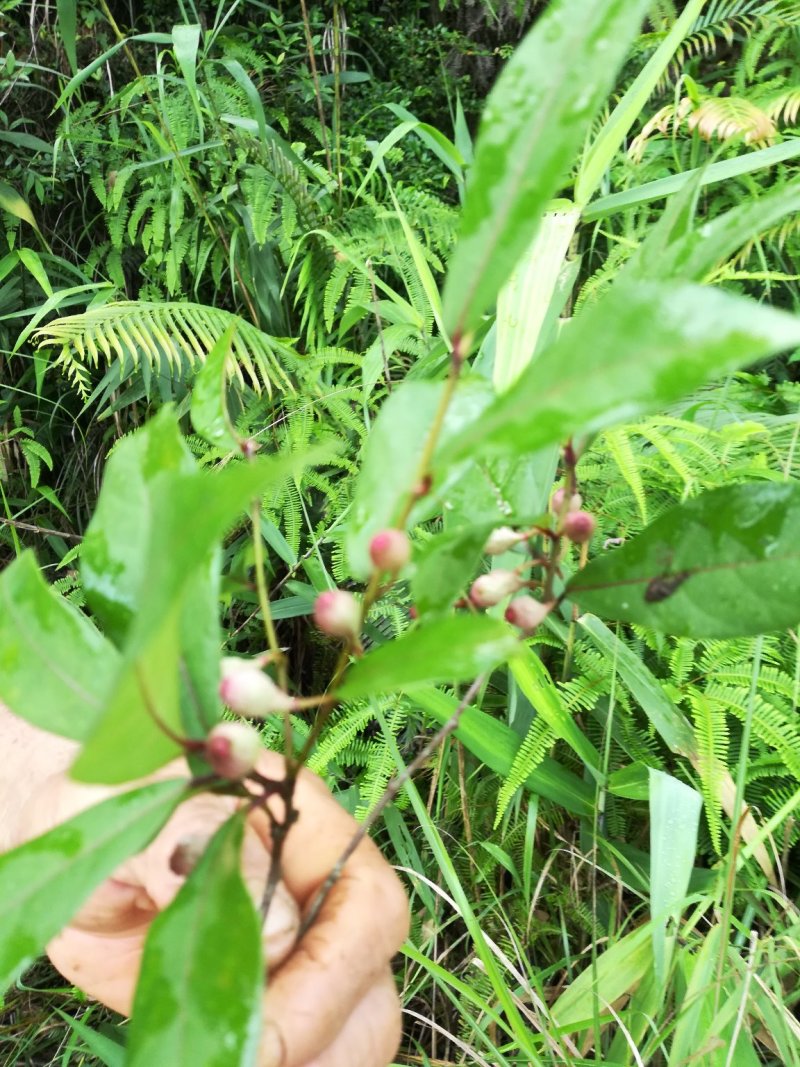 白花牛奶根鲜货野生