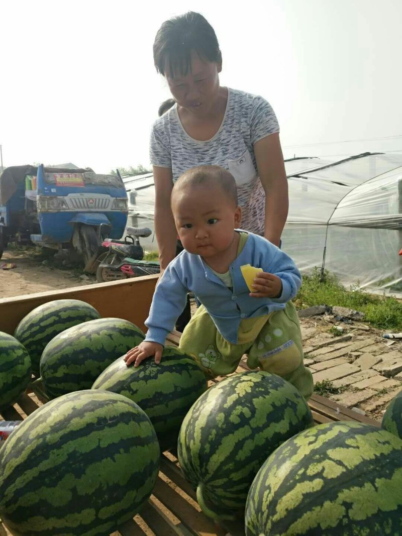 西瓜大量上市