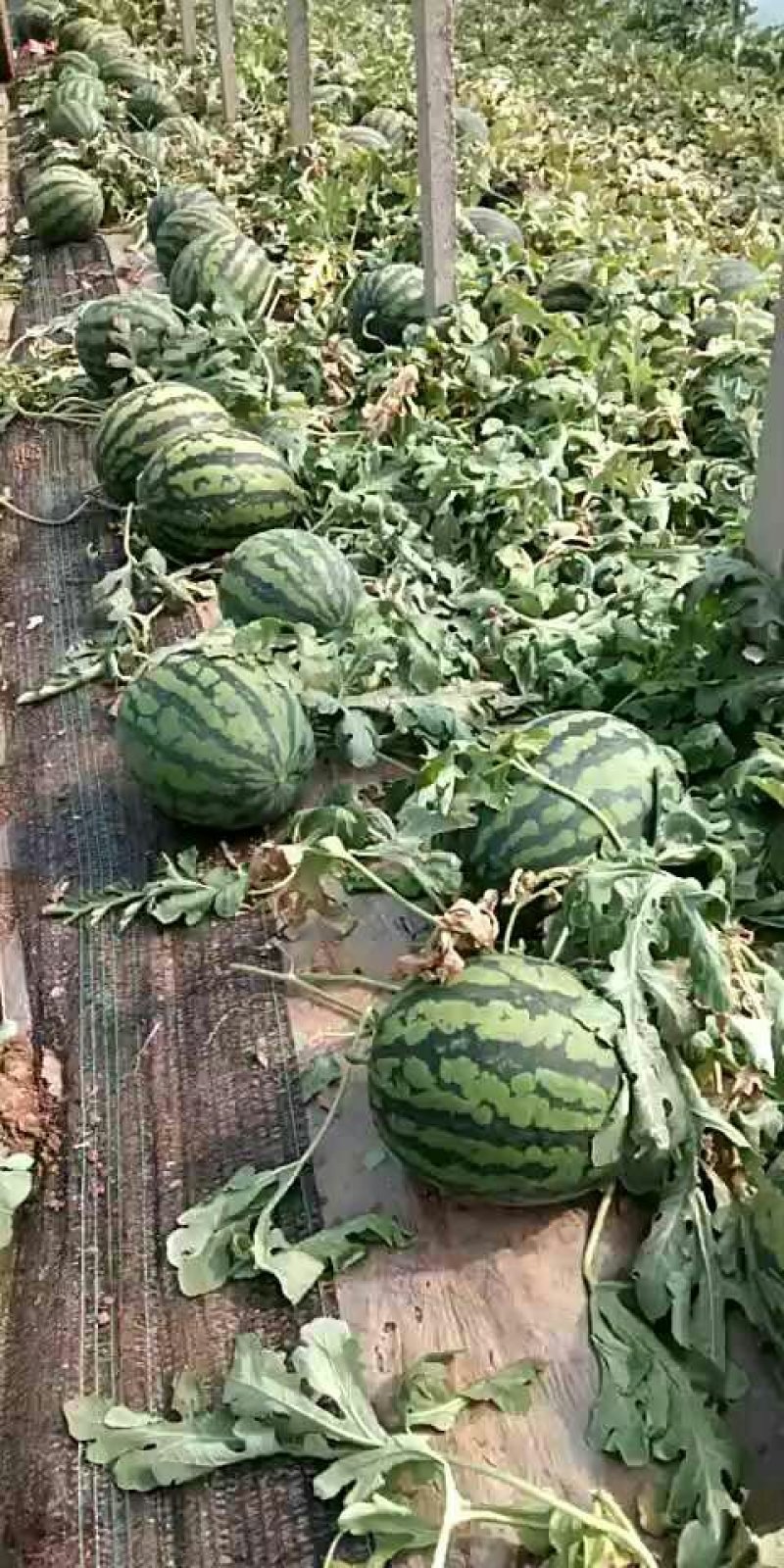 甜王西瓜