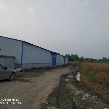 转让沙洋400亩农业基地