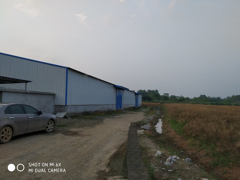 转让沙洋400亩农业基地