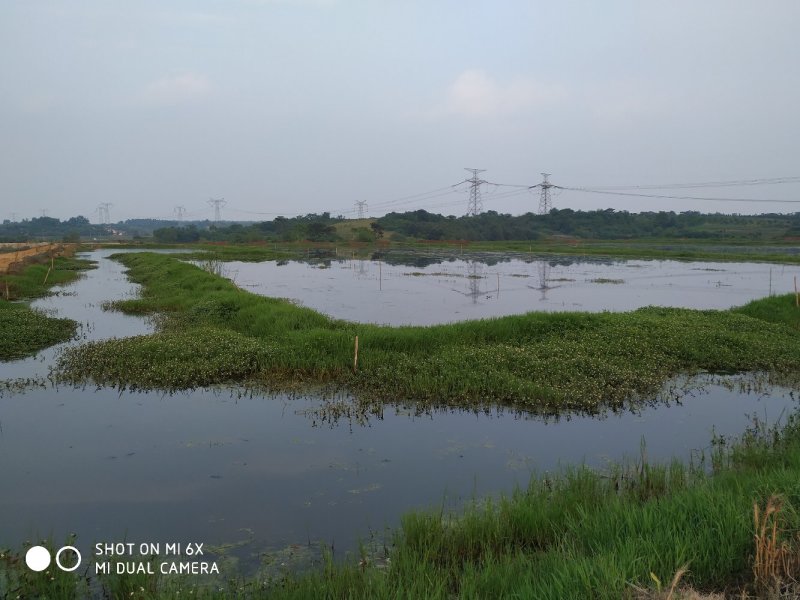 转让沙洋400亩农业基地