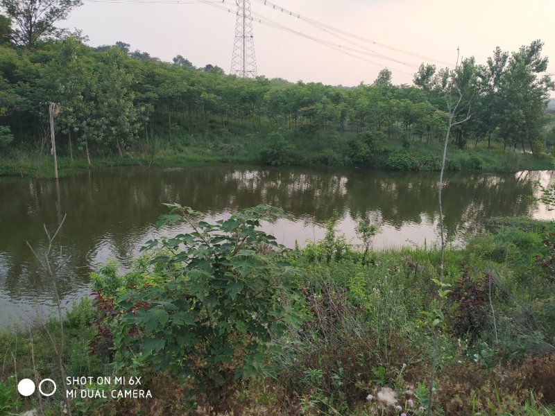 转让沙洋400亩农业基地