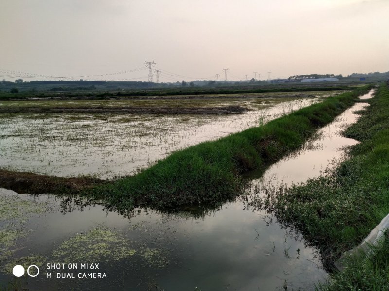 转让沙洋400亩农业基地