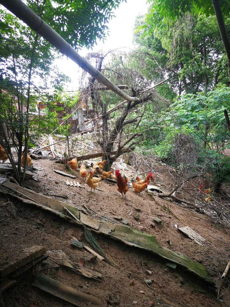 散养土鸡