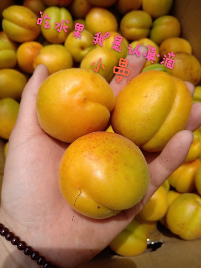 金太阳杏45mm以上