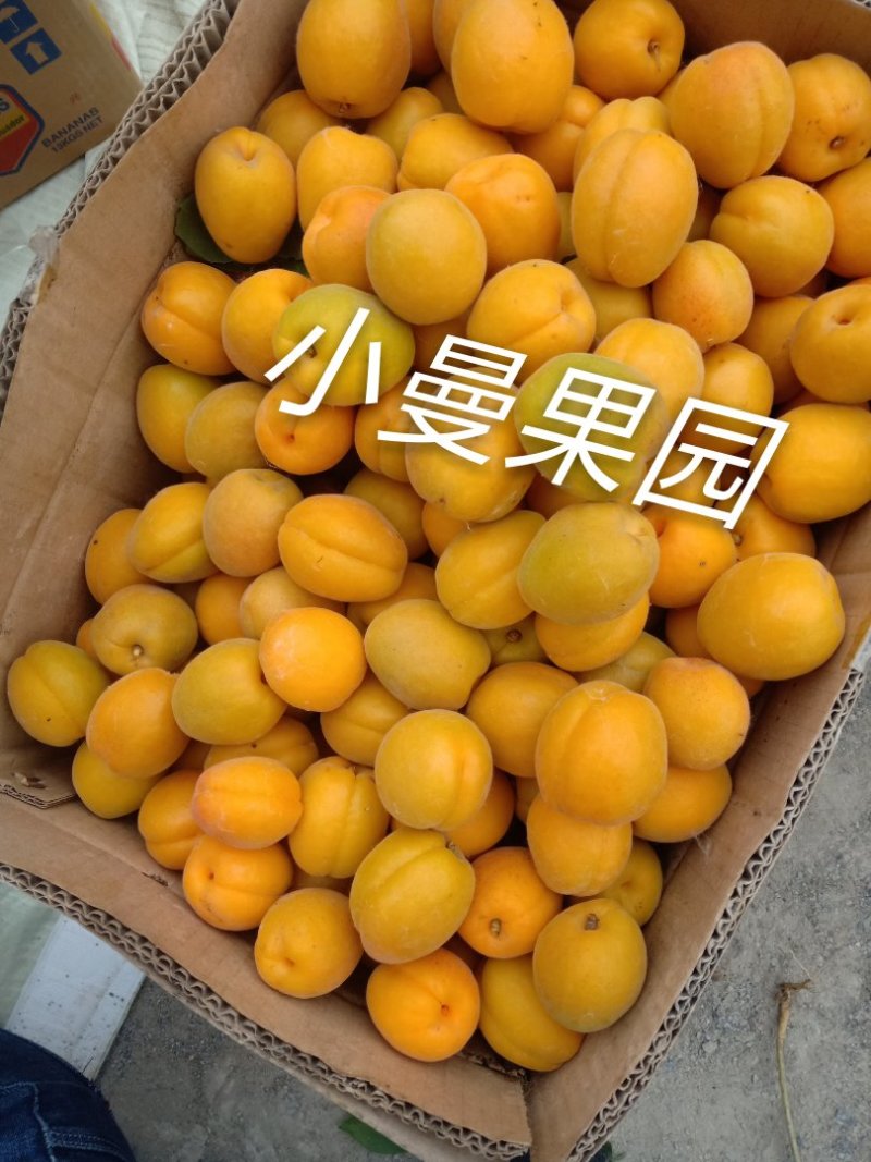 金太阳杏45mm以上