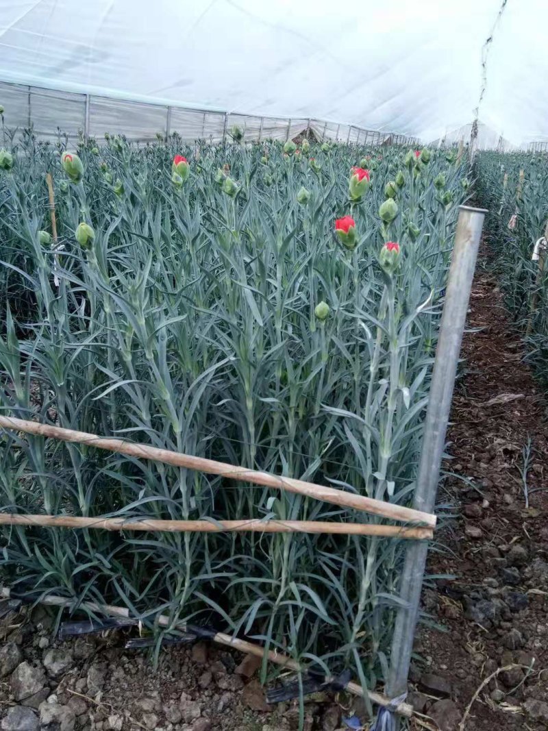 康乃馨种苗鲜切花卉种苗云南昆明基地直发株高10～15cm